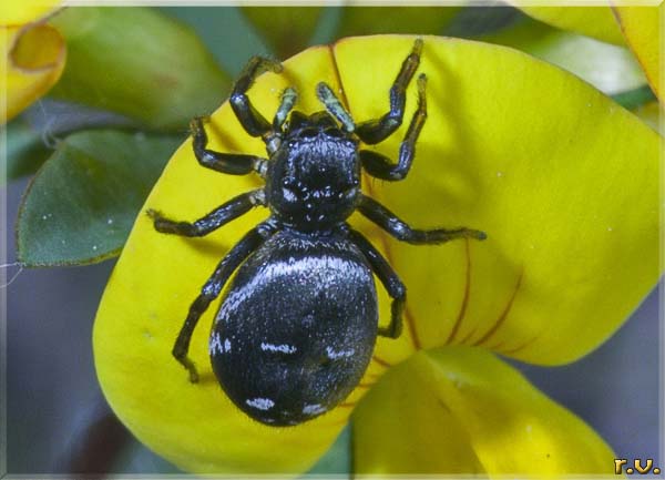  Heliophanus kochi  Salticidae 