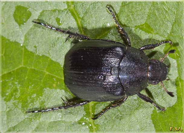  Hoplia praticola  Rutelidae 