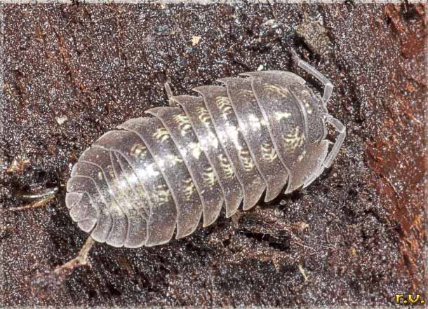  Armadillidium depressum  Armadillidiidae 