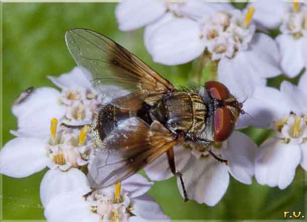  Phasia aurigera  Tachinidae 