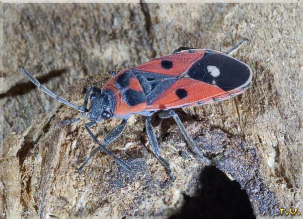  Melanocoryphus albomaculatus  Lygaeidae 