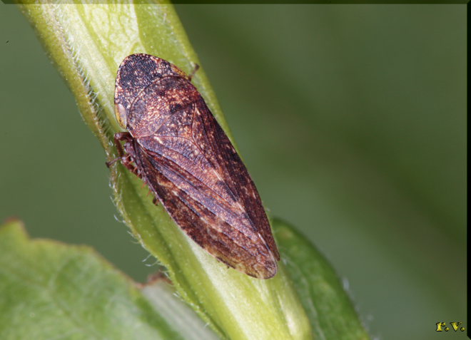  Tettigometra impressopunctata  Tettigometridae 